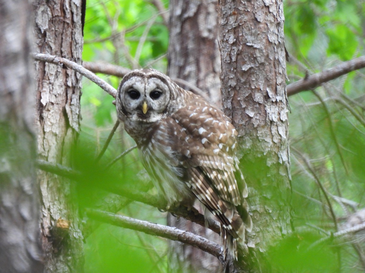 Barred Owl - Angie  Holt