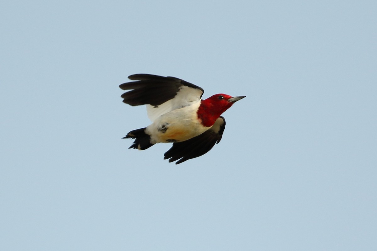 Red-headed Woodpecker - Dustin Welch