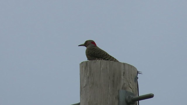 Northern Flicker (Yellow-shafted) - ML563338881