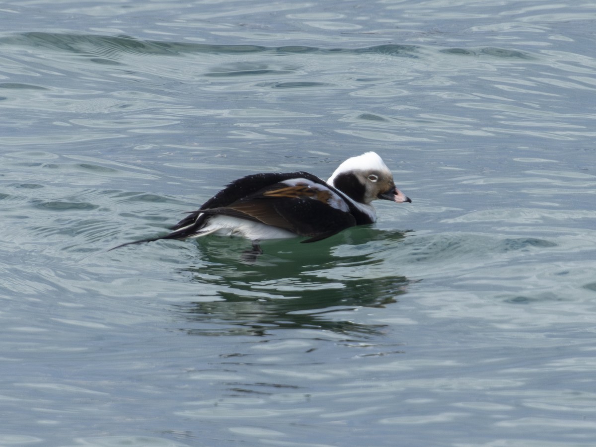 Long-tailed Duck - ML563339701