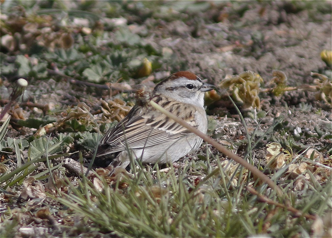 Chipping Sparrow - ML56334141