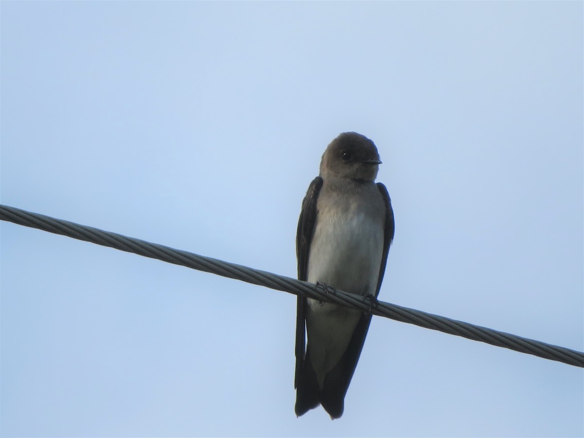 Northern Rough-winged Swallow - ML563341581