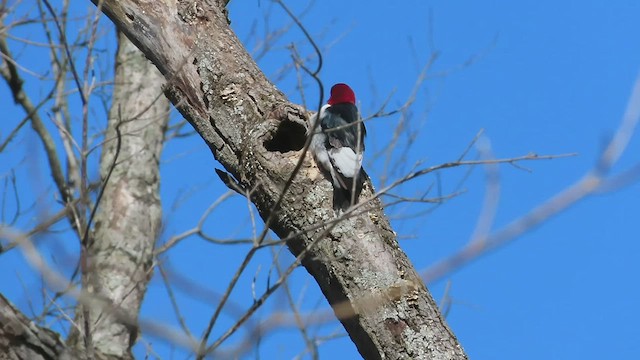 Red-headed Woodpecker - ML563343981