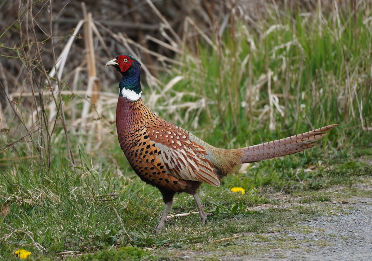 Ring-necked Pheasant - ML563345721