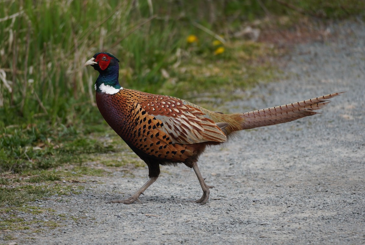 Ring-necked Pheasant - ML563345741