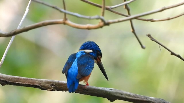 Blue-eared Kingfisher - ML563346081