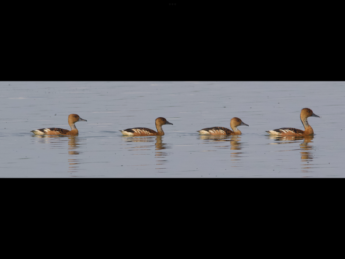 Fulvous Whistling-Duck - ML563346631