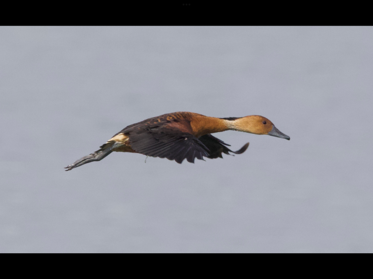 Fulvous Whistling-Duck - ML563346651