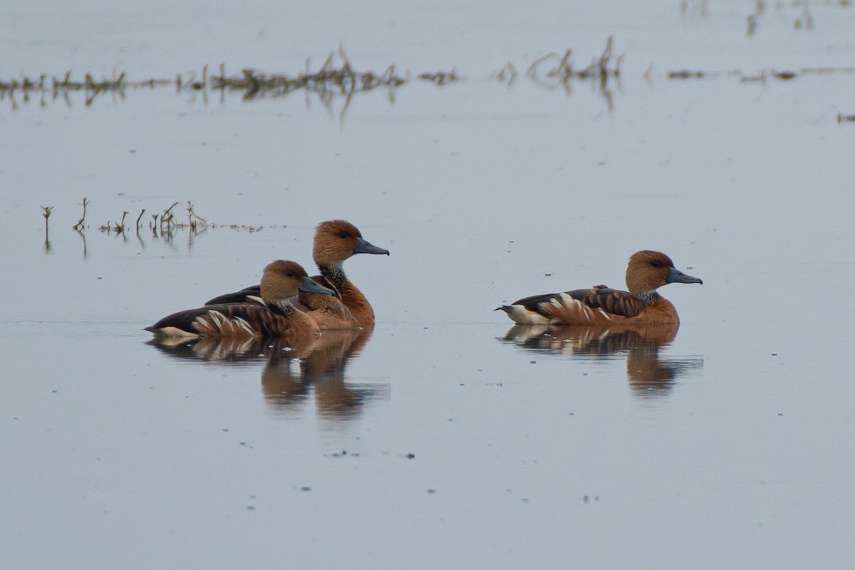 Fulvous Whistling-Duck - ML563358641