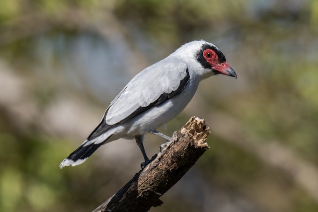 Masked Tityra - eBird