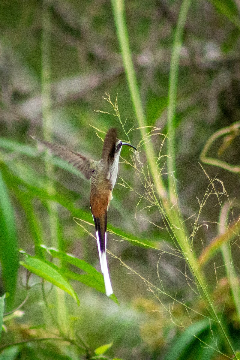 Sooty-capped Hermit - ML563364311