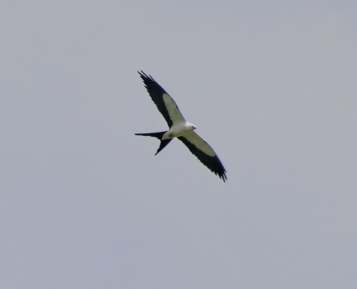 Swallow-tailed Kite - ML563366131