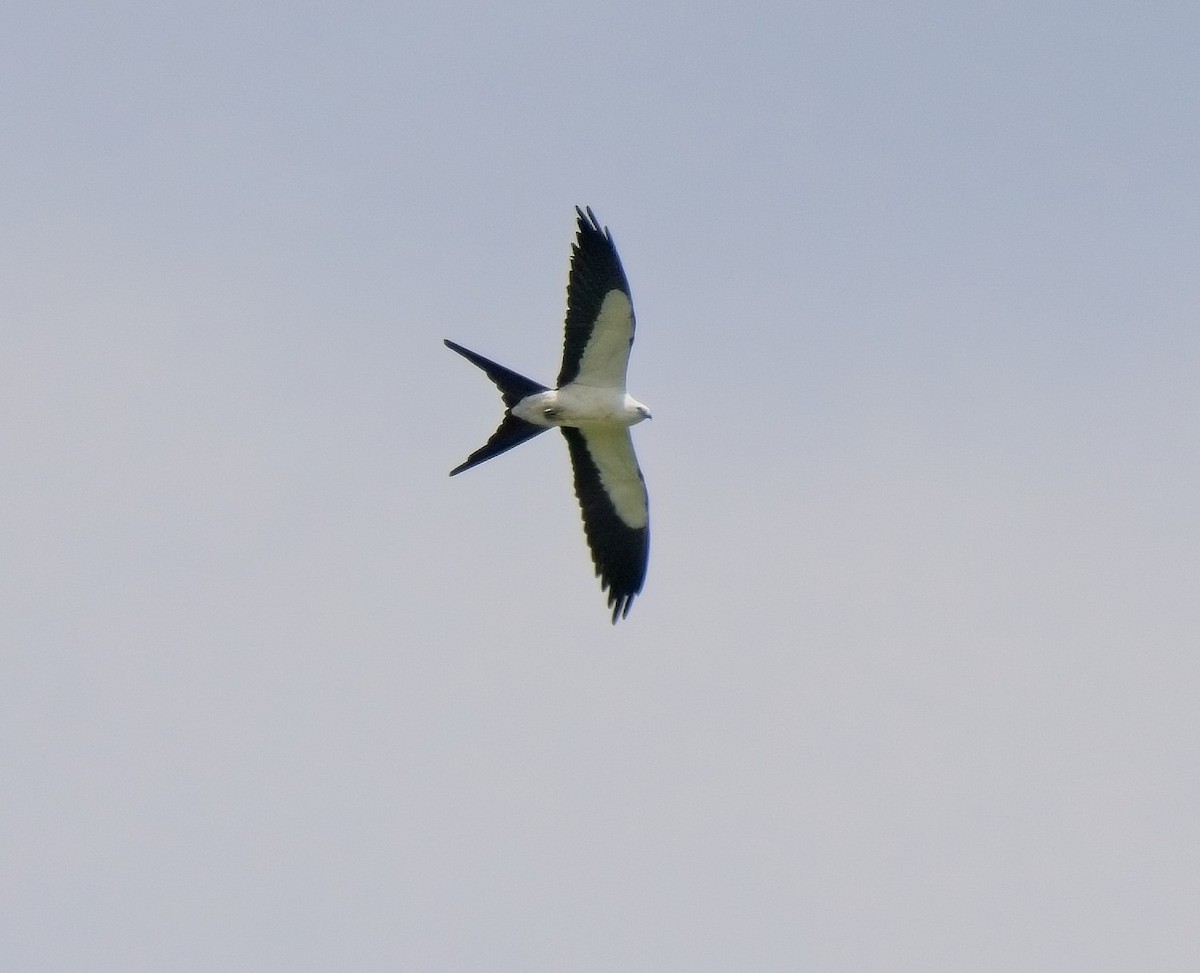 Swallow-tailed Kite - ML563366141