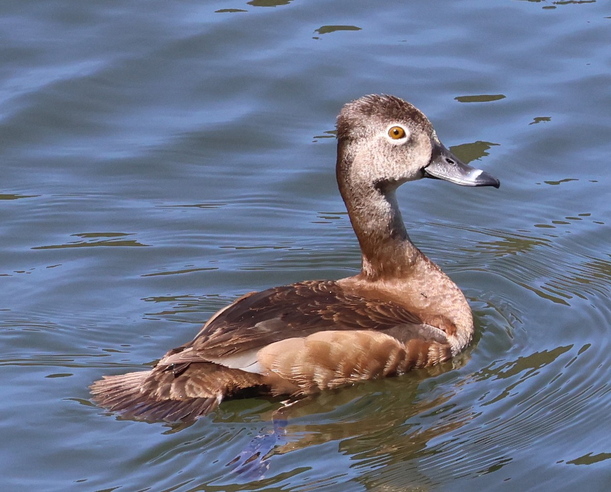Ring-necked Duck - ML563367561