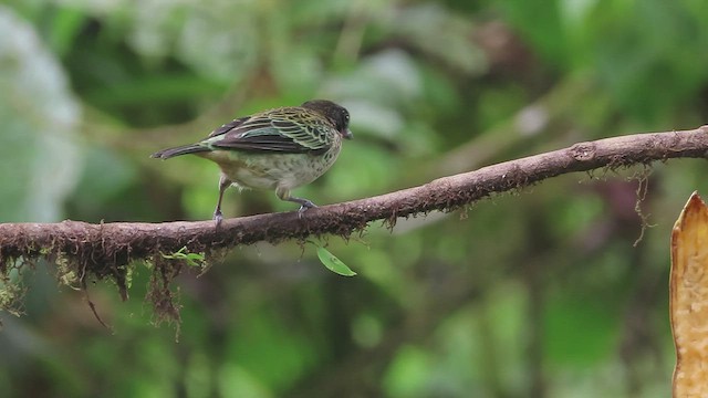 Rufous-throated Tanager - ML563371981