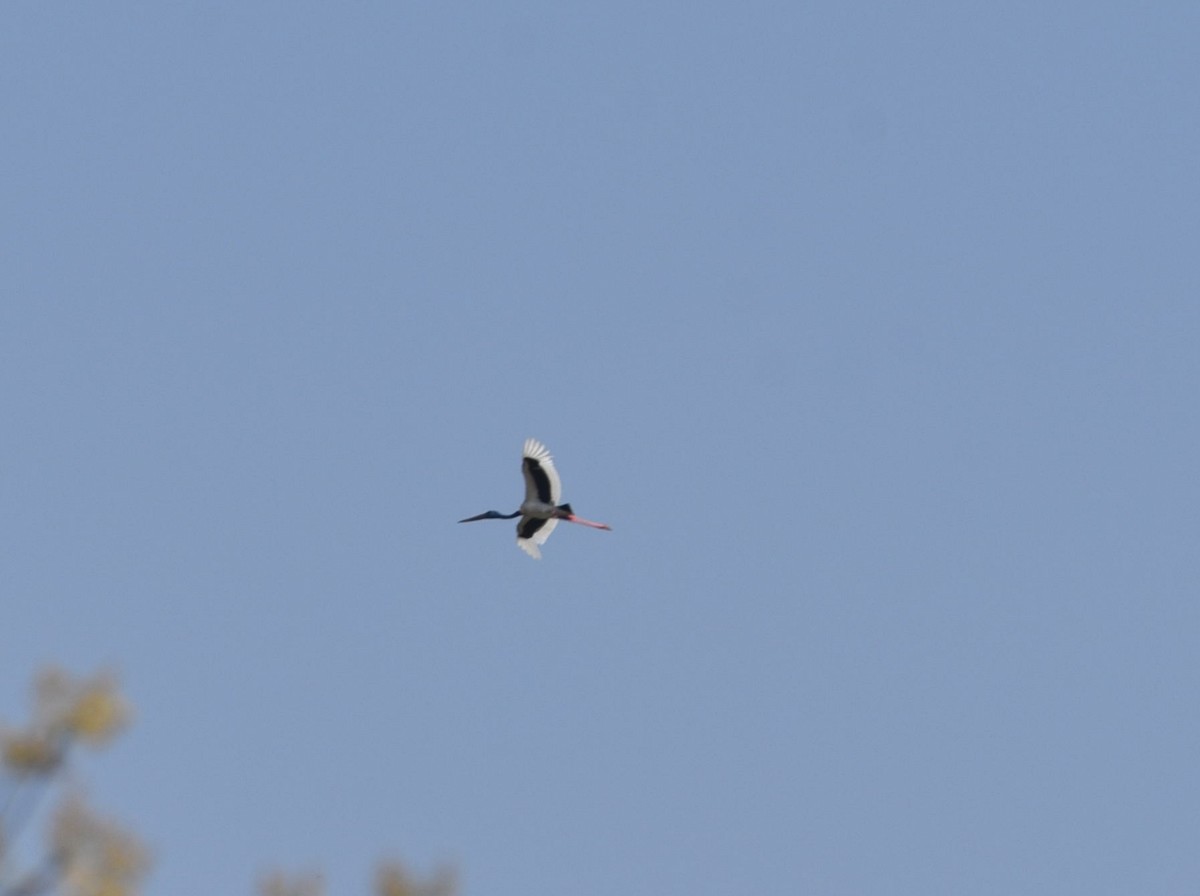 Black-necked Stork - ML563372861