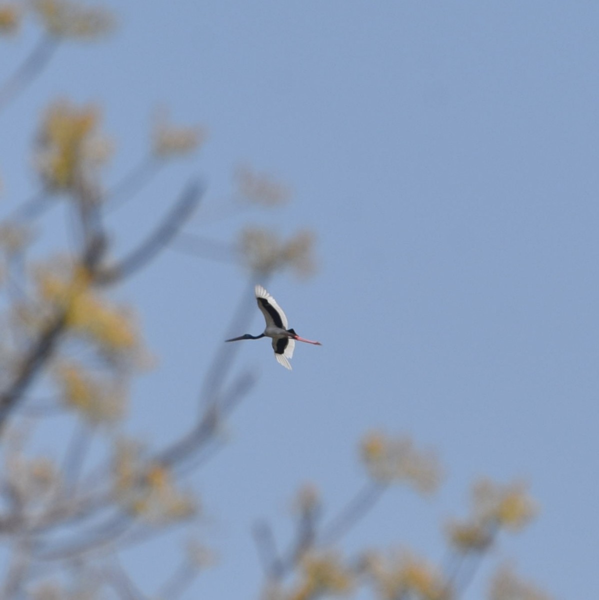 Black-necked Stork - ML563372871