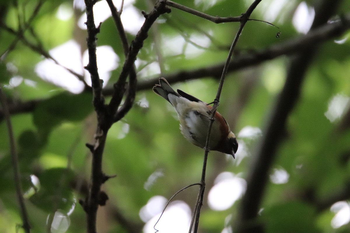 Bay-breasted Warbler - ML563375101