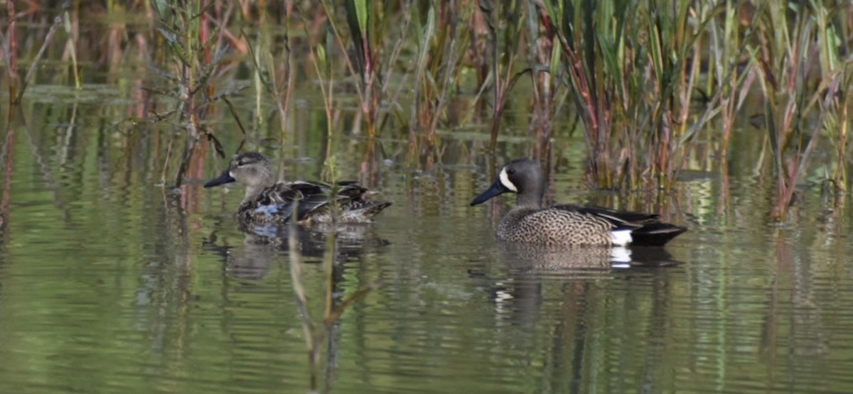 Blue-winged Teal - ML563375181