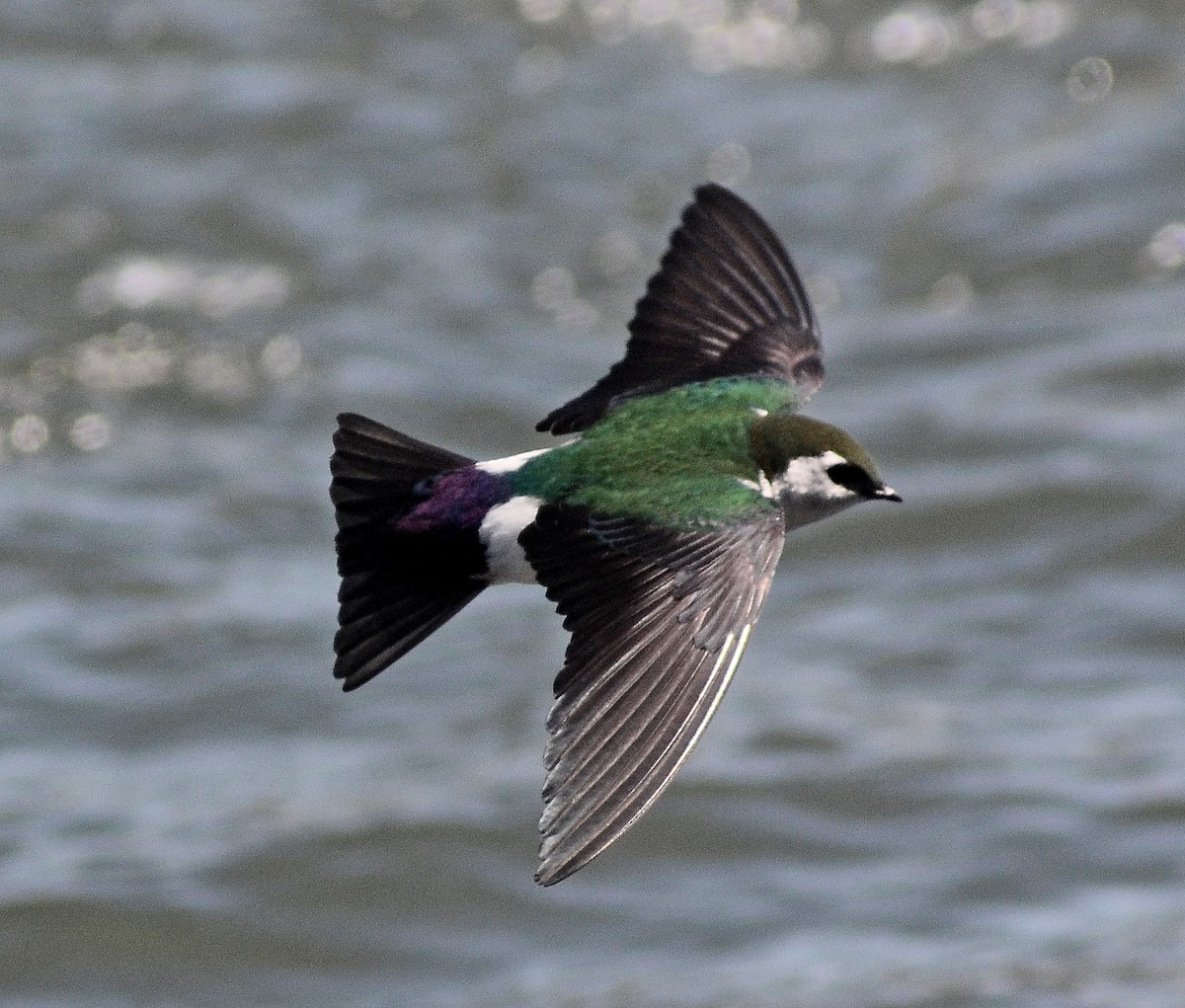 Violet-green Swallow - Brandon K. Percival