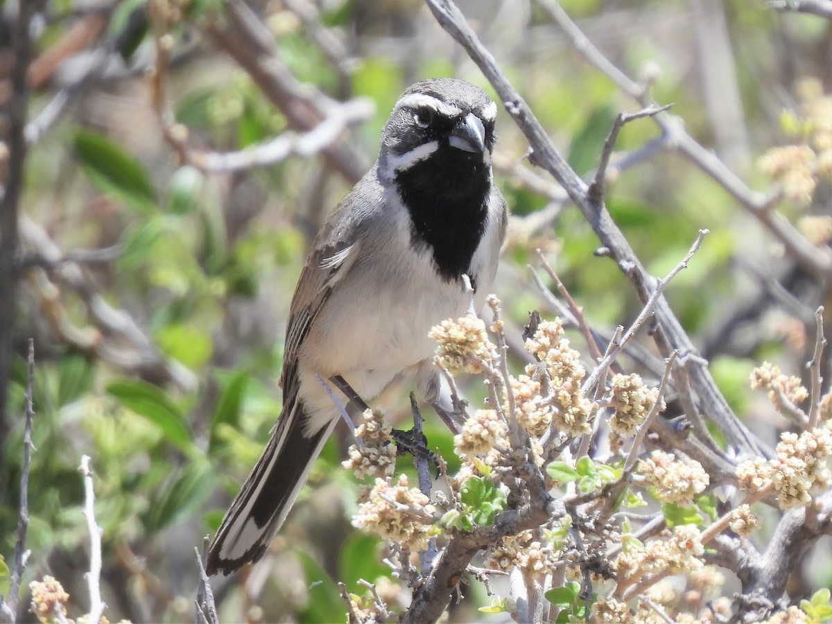 Black-throated Sparrow - ML563377771