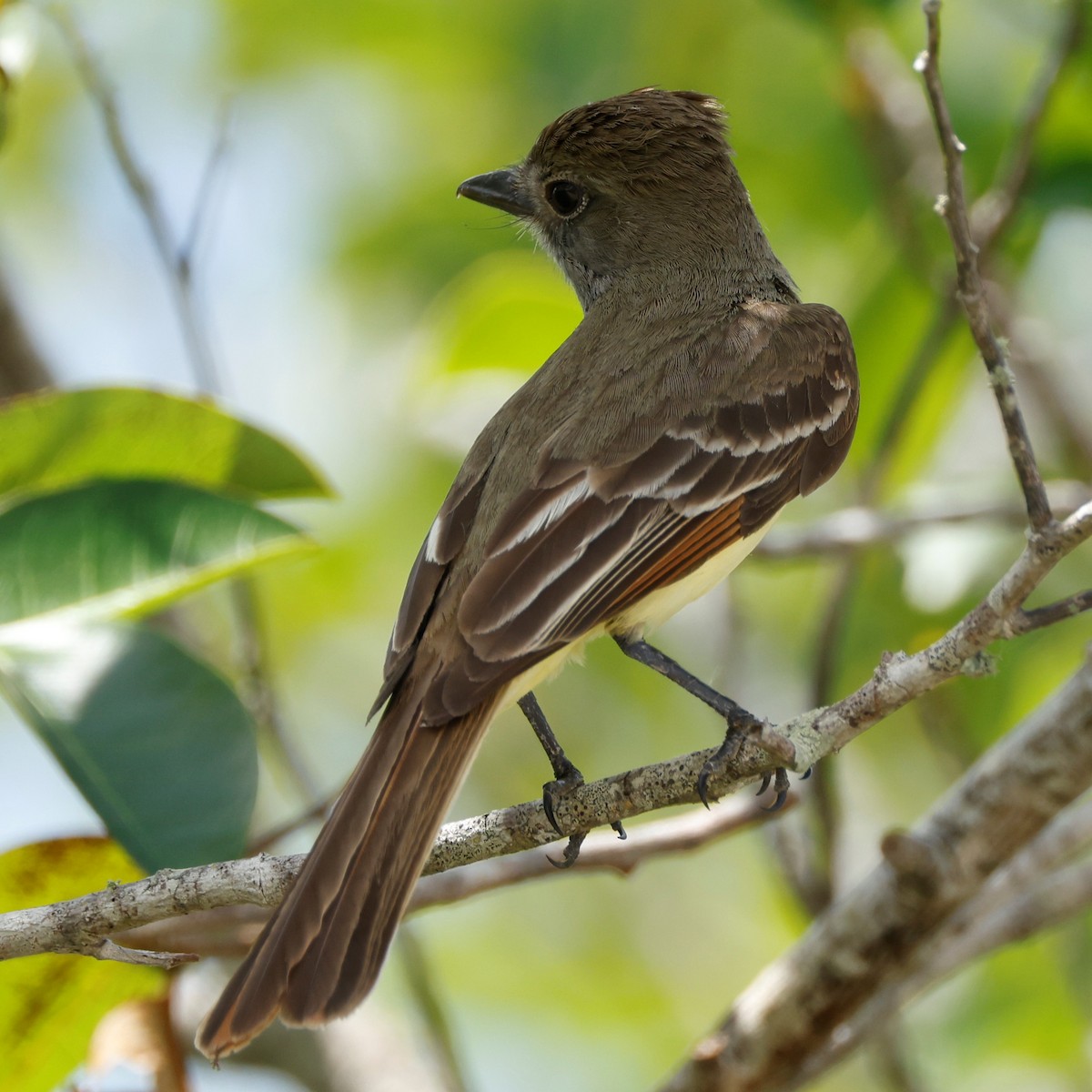 Great Crested Flycatcher - ML563383271