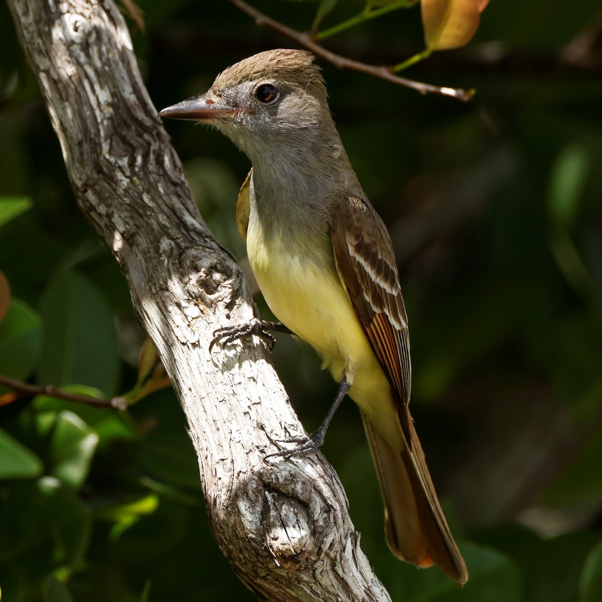 Great Crested Flycatcher - ML563383281