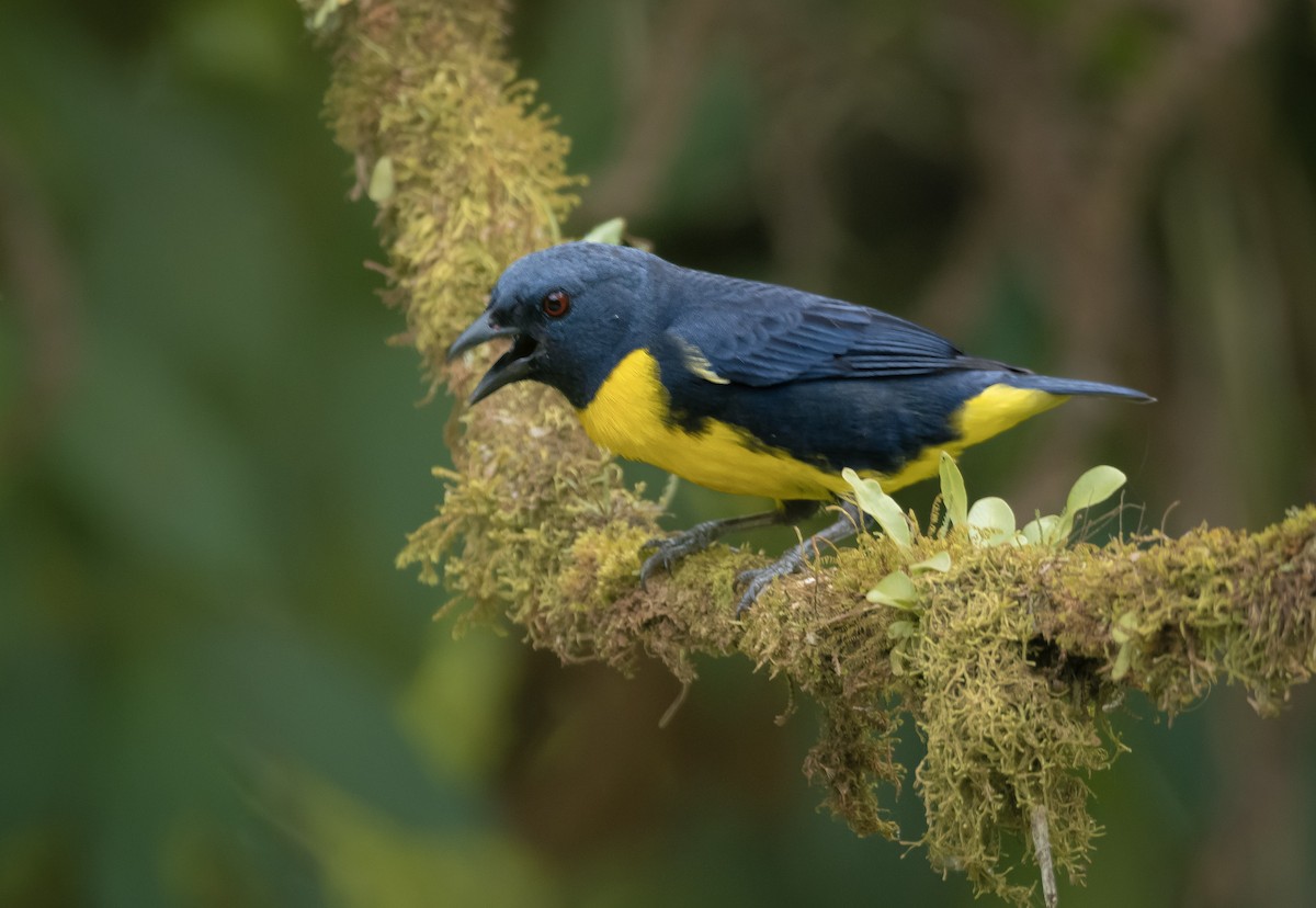 Blue-and-gold Tanager - ML563389841
