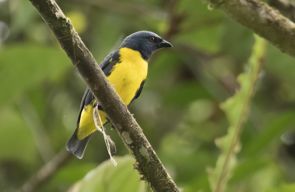 Blue-and-gold Tanager - ML563390011