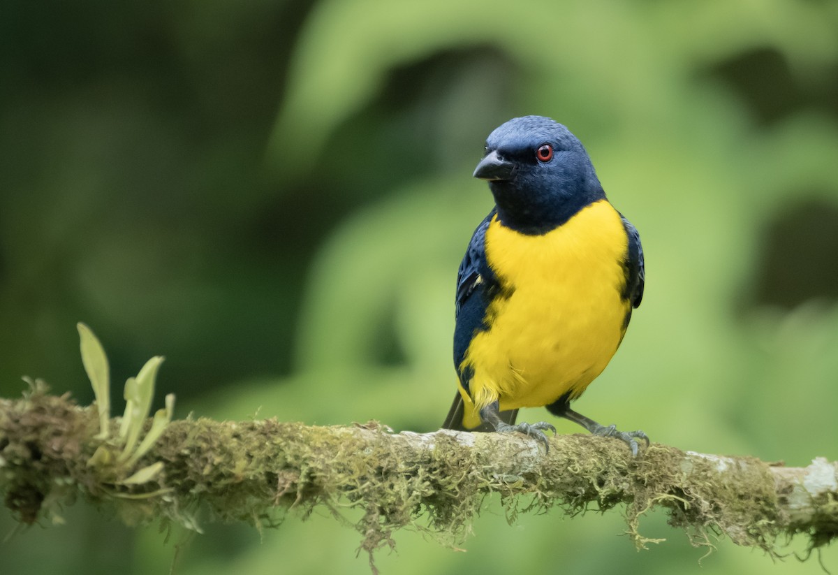 Blue-and-gold Tanager - ML563390031