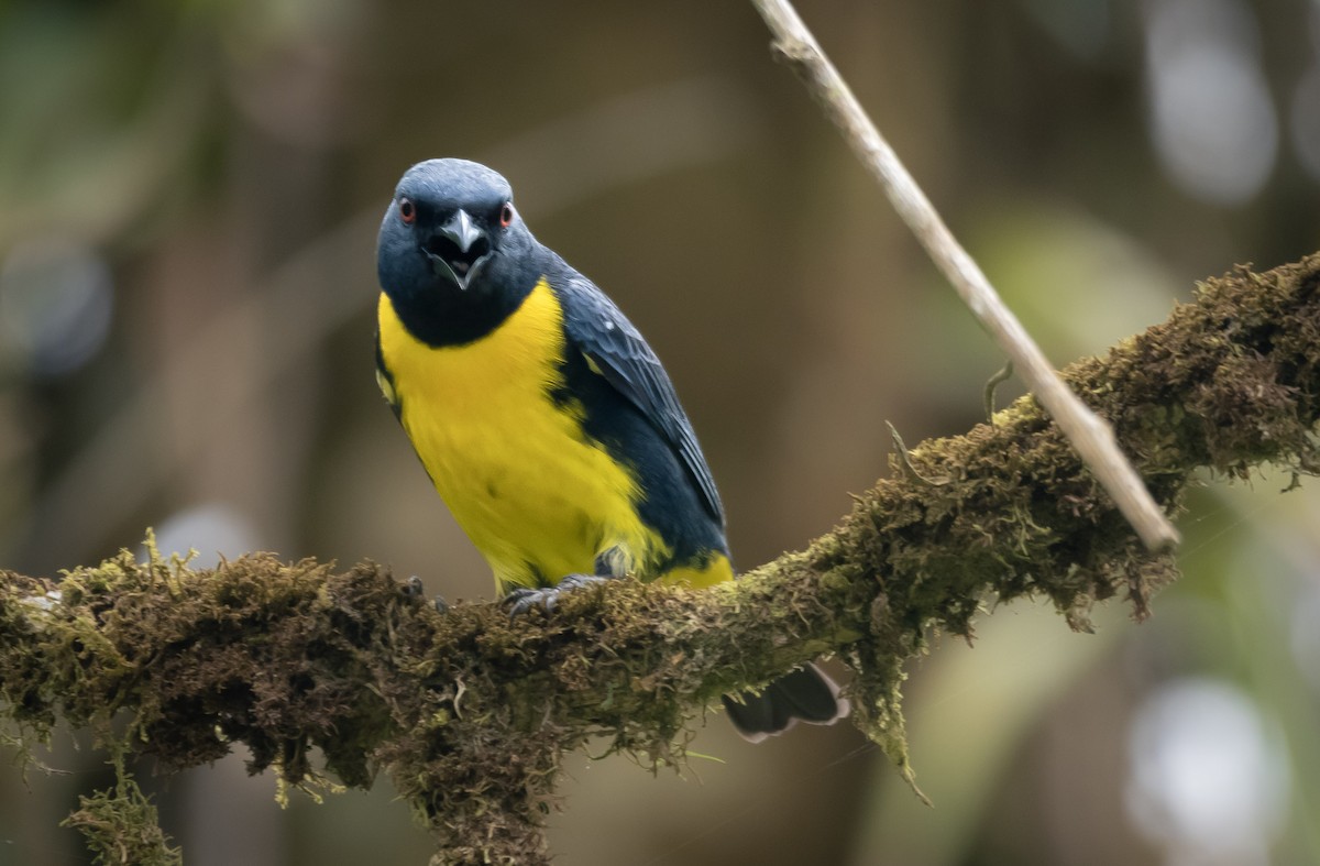 Blue-and-gold Tanager - ML563390041