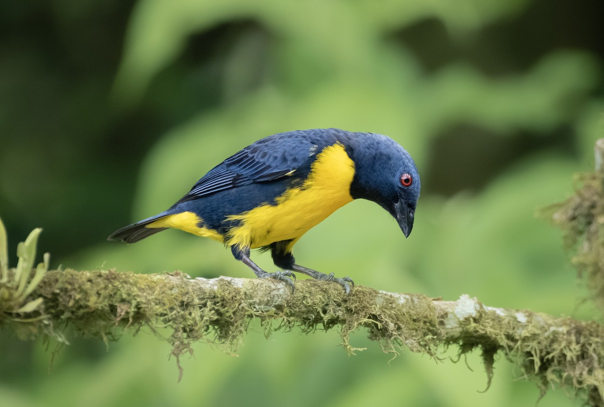 Blue-and-gold Tanager - ML563390051