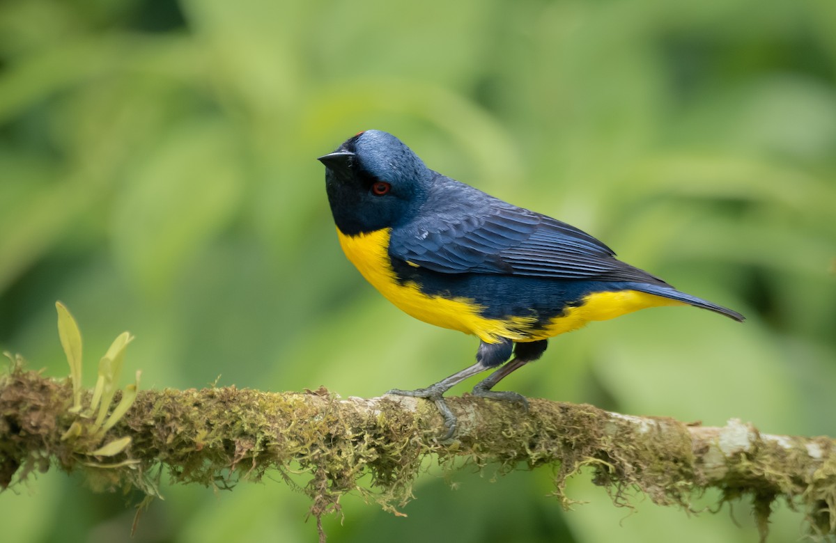 Blue-and-gold Tanager - ML563390061