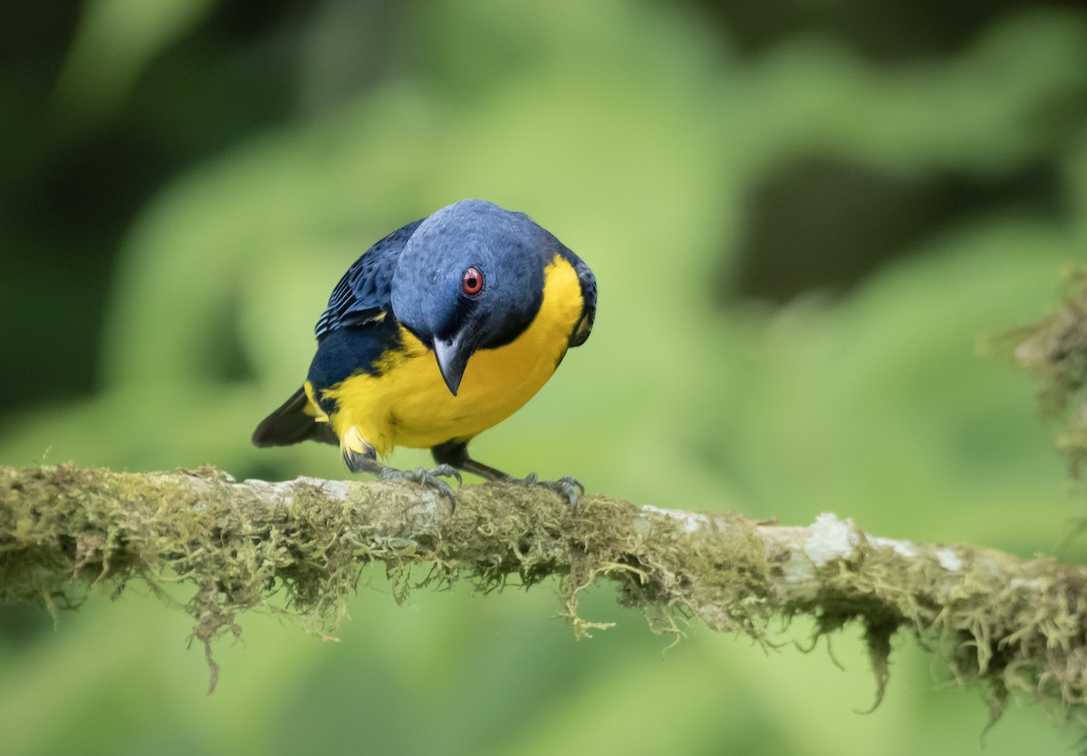 Blue-and-gold Tanager - ML563390071