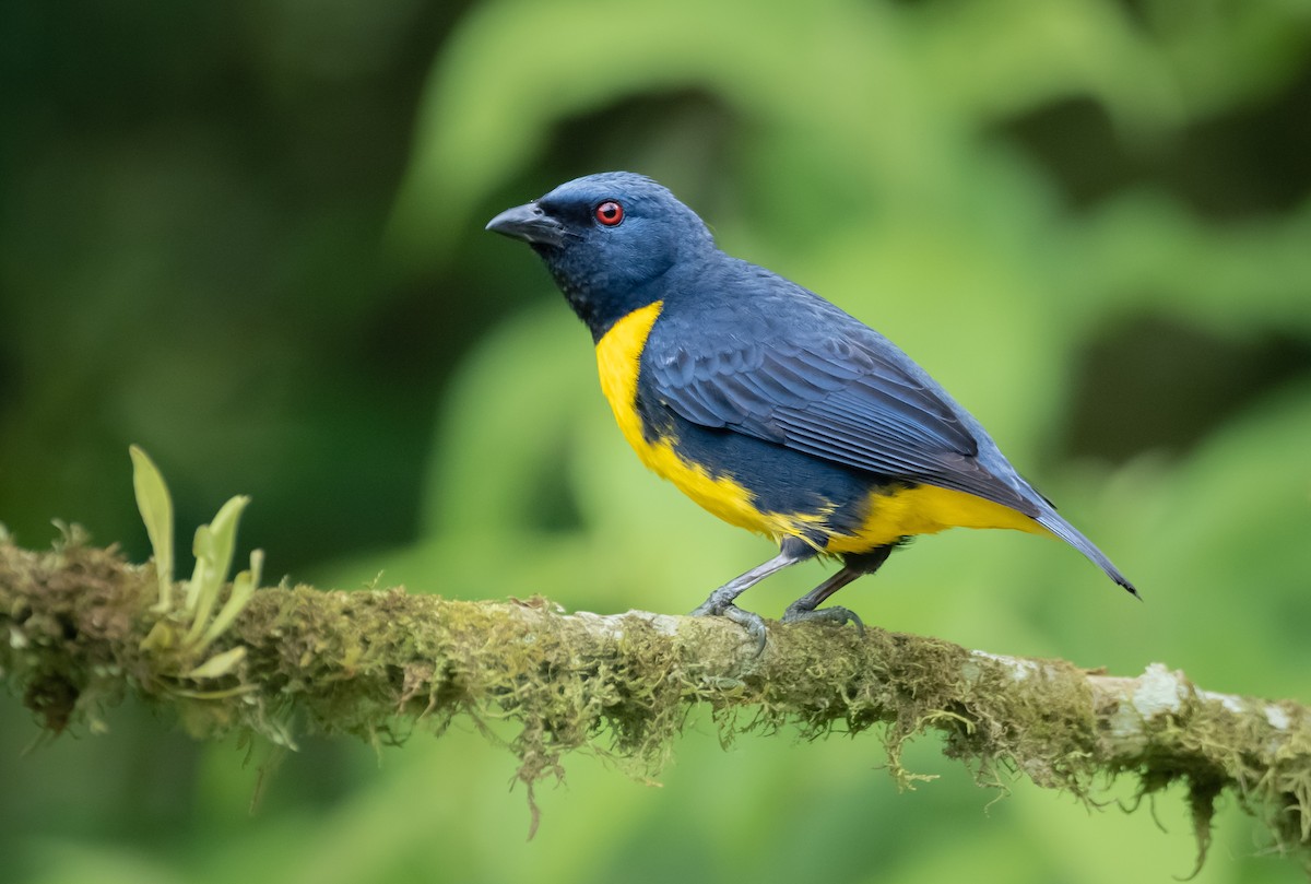 Blue-and-gold Tanager - Gustavo Rojas