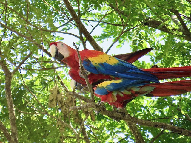 Scarlet Macaw at Calle Río Seco, Garabito CR-Puntarenas 9.57511, -84.55529 by Breyden Beeke