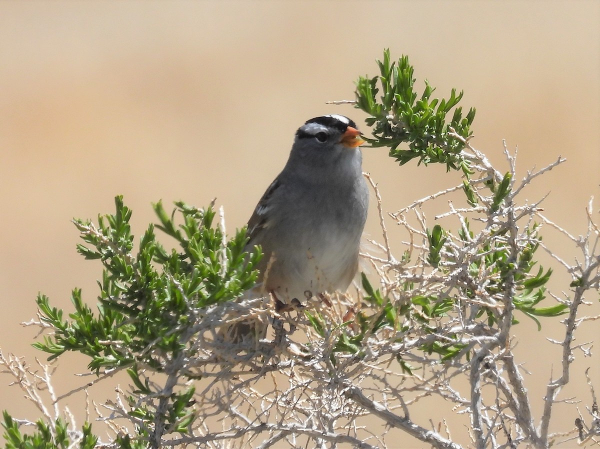 White-crowned Sparrow - Lauri Taylor