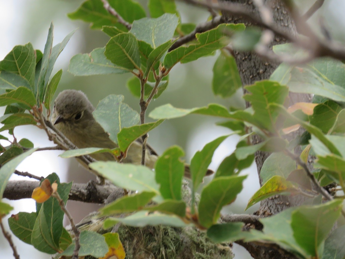 Hutton's Vireo - Anne (Webster) Leight