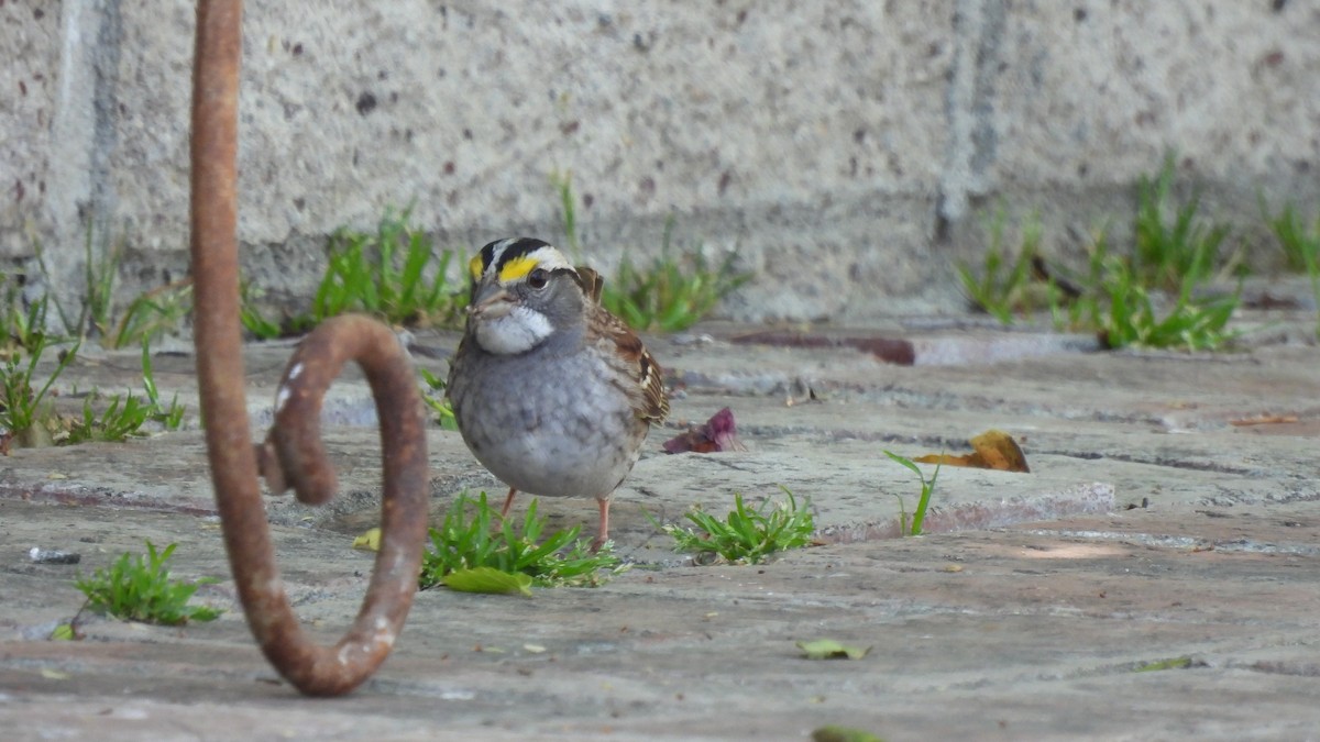 White-throated Sparrow - ML563399171