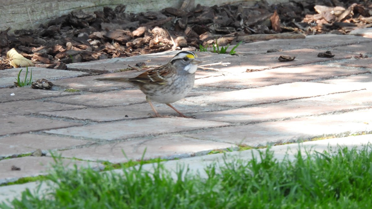 White-throated Sparrow - ML563399191