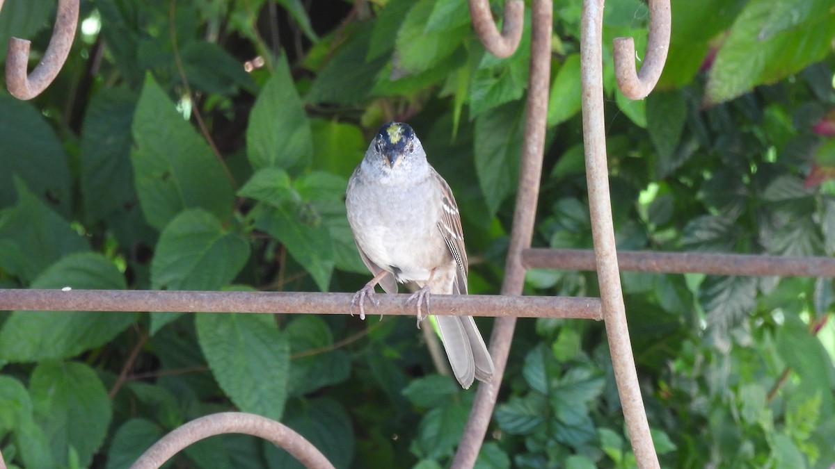 Golden-crowned Sparrow - ML563399331