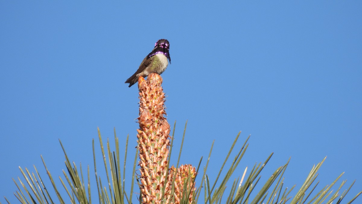 Costa's Hummingbird - ML563400751