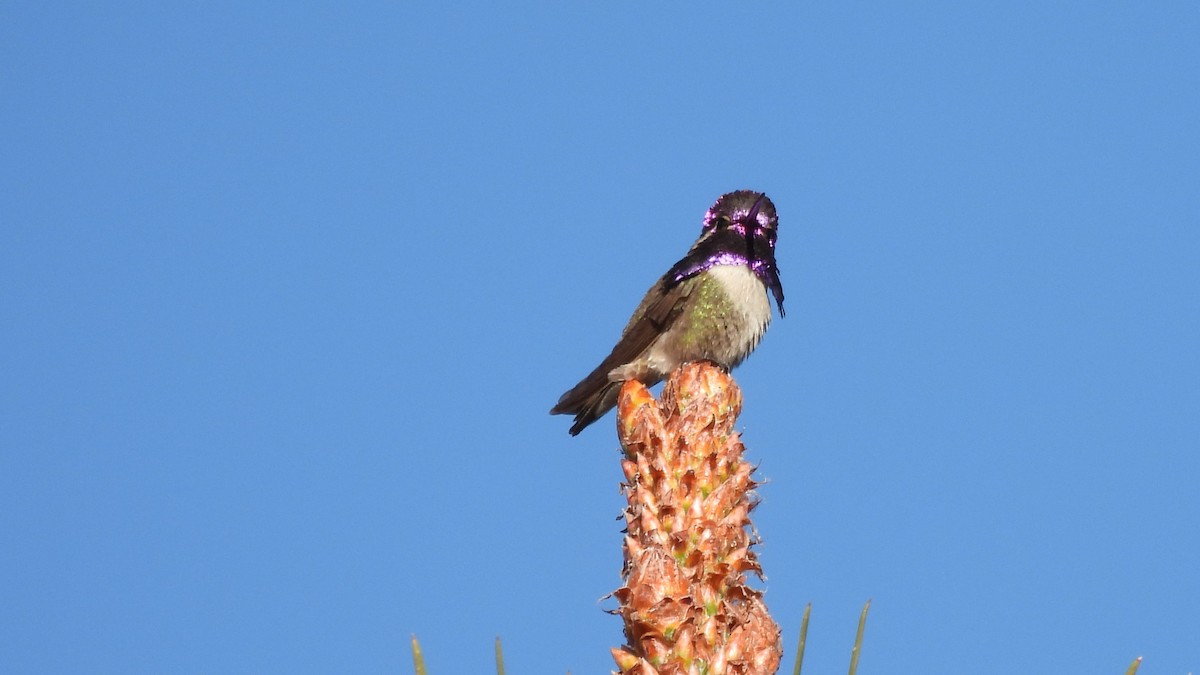 Costa's Hummingbird - ML563402121