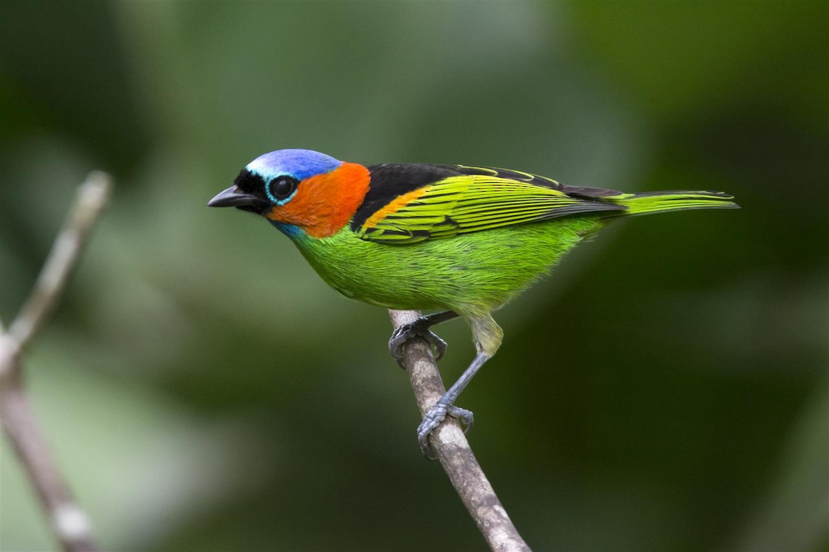 Red-necked Tanager - ML56340241