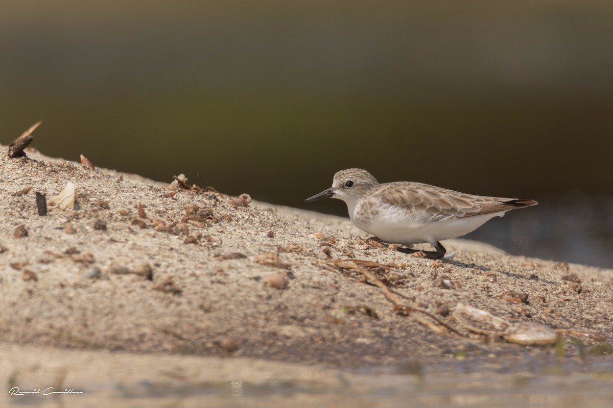 Red-necked Stint - Roneil Canillas