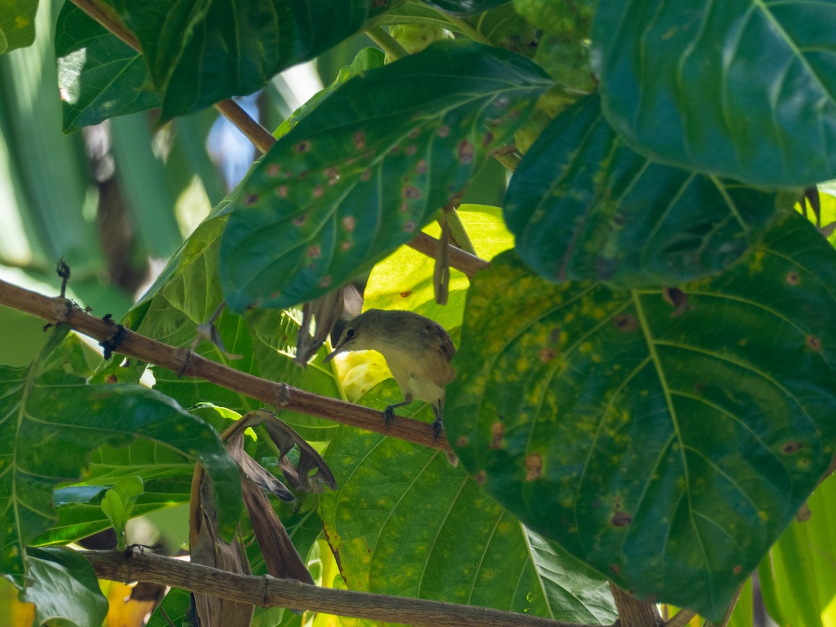Pitcairn Reed Warbler - ML563411361