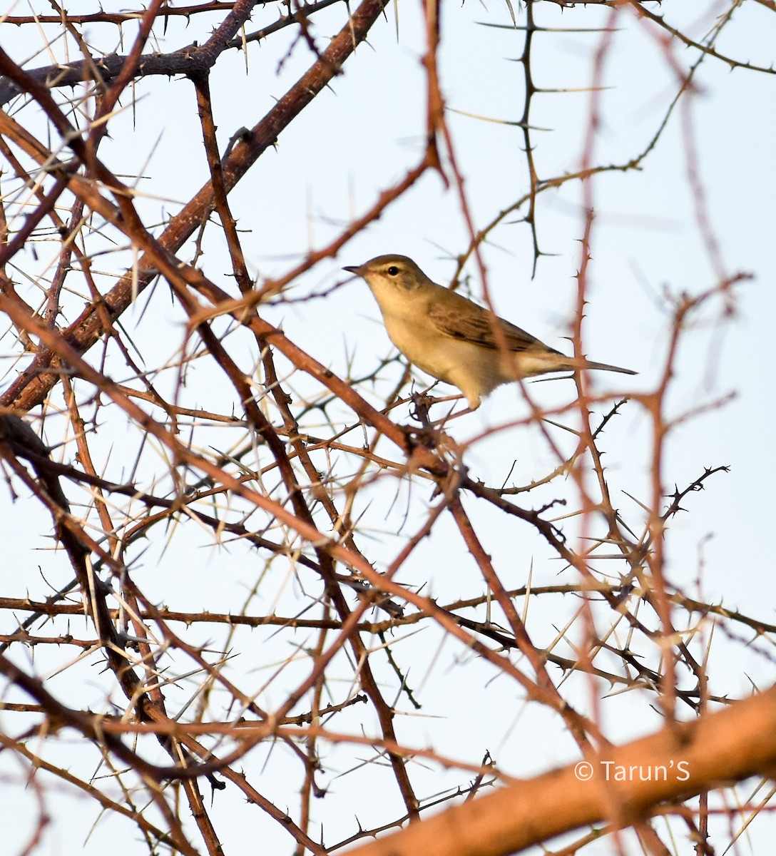 Booted Warbler - ML563413981