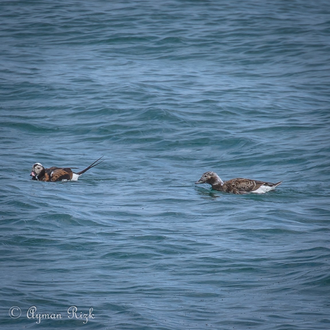 Long-tailed Duck - ML563416251