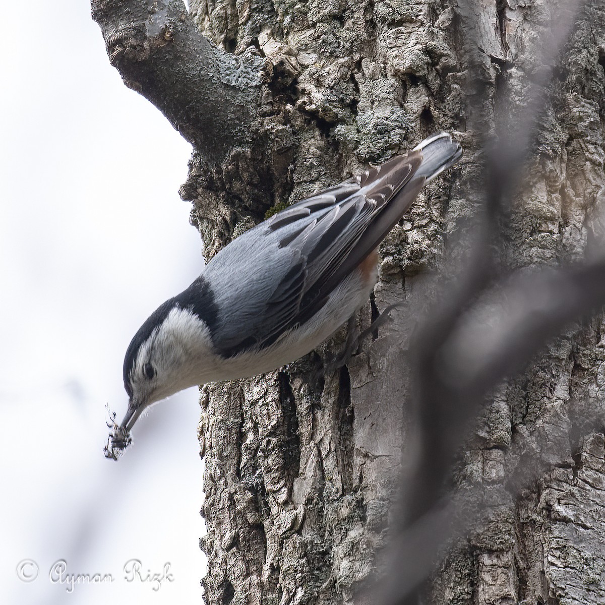 White-breasted Nuthatch - ML563416731