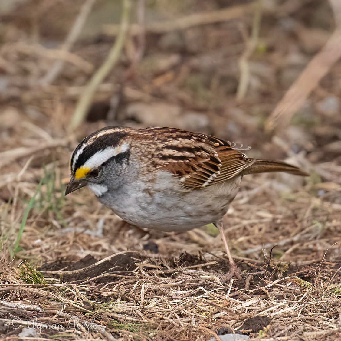 White-throated Sparrow - ML563418101